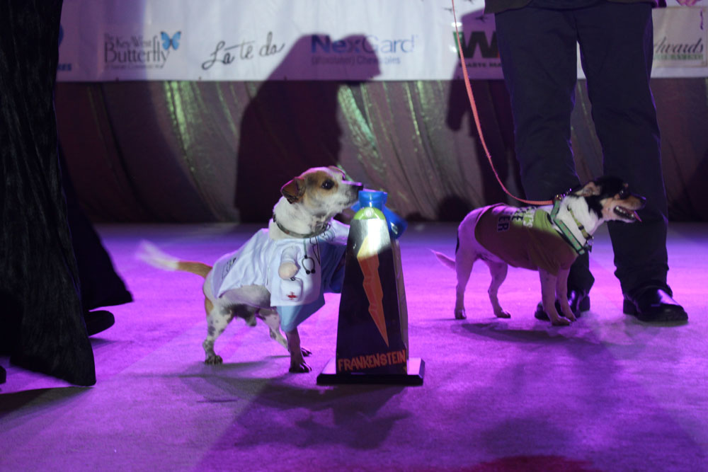 Pet Masquerade 2018 photo - Duval Street, Key West